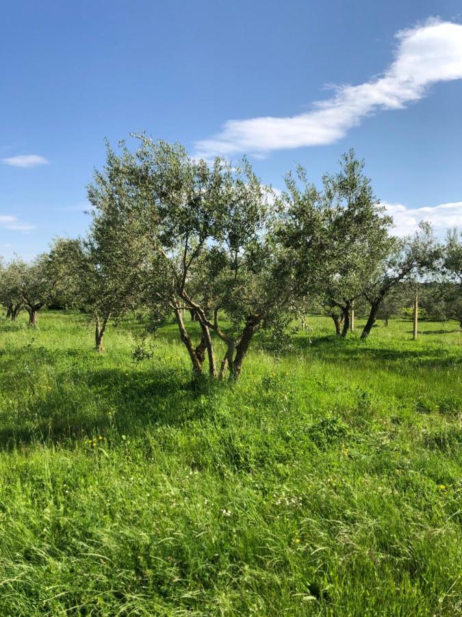 Olive Tree Apartments ウマグ エクステリア 写真